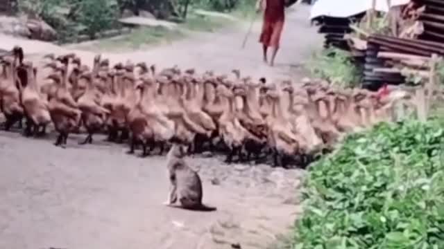 Discipline of the duck it's embarrassing🦢🦢