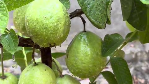 The Guava Grafting Secret To More Fruit And Bigger Harvests!