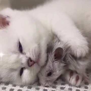 THE KITTEN ADOPTED 😲 LITTLE MOUSE 😲 AND FEEDS IT WITH MILK 😲