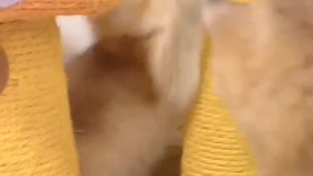 The cat does not provide service, the cat only provides itself