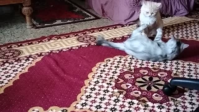 شقاوة قطط