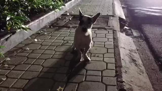 The Neighbor Dog Poses Under The Light