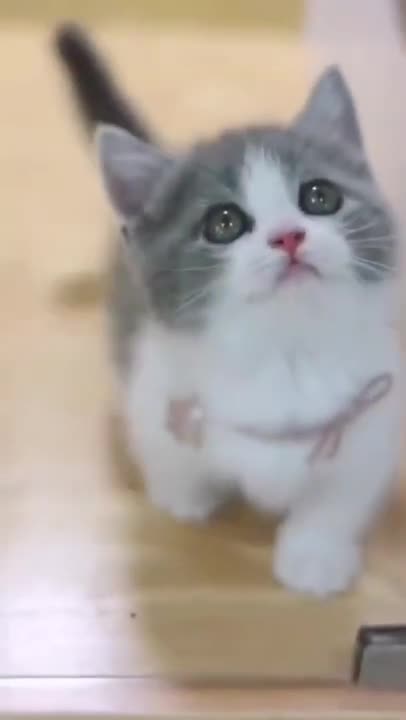 Cute cat video