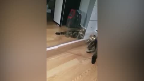 Funniest Cats Compilation 2022