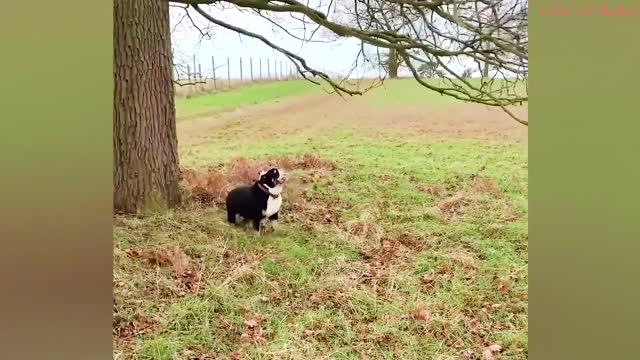 Try not to laugh at these funny dogs