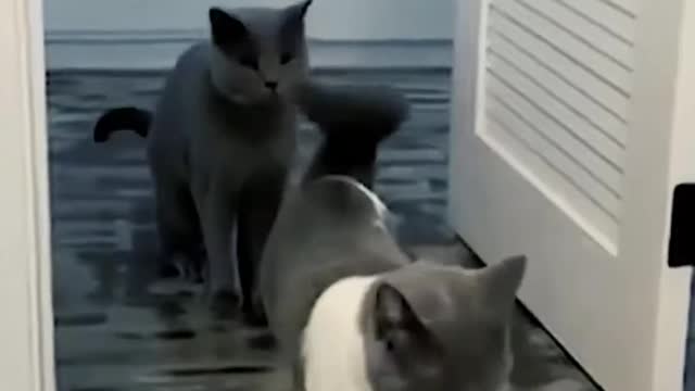 FUNNY ANIMALS VIDEOS TRY NOT TO LAUGH