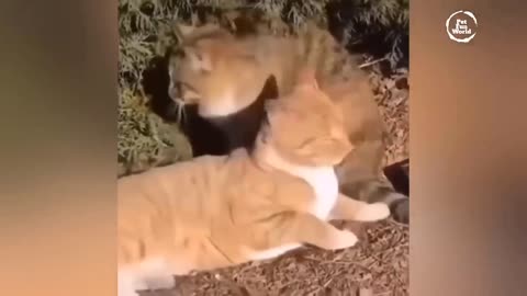 Funniest Animals New Funny Cats and Dogs Videos - Ep.25