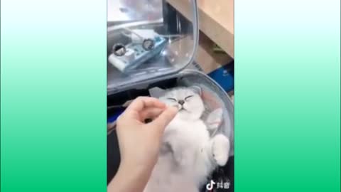 Funniest and Cutest Cats AND DOGS COMPOLATION