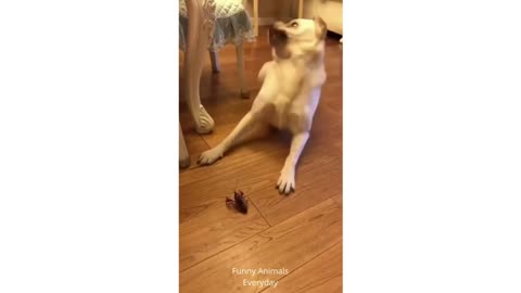 Funny Dog