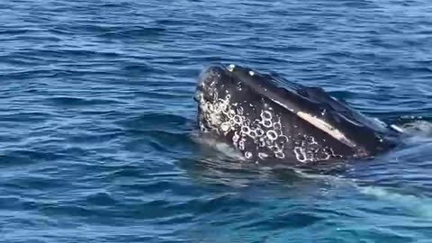 Whale and newborn calf swim right under boat