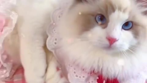 Aww cute cat videos funny Vol5❤️