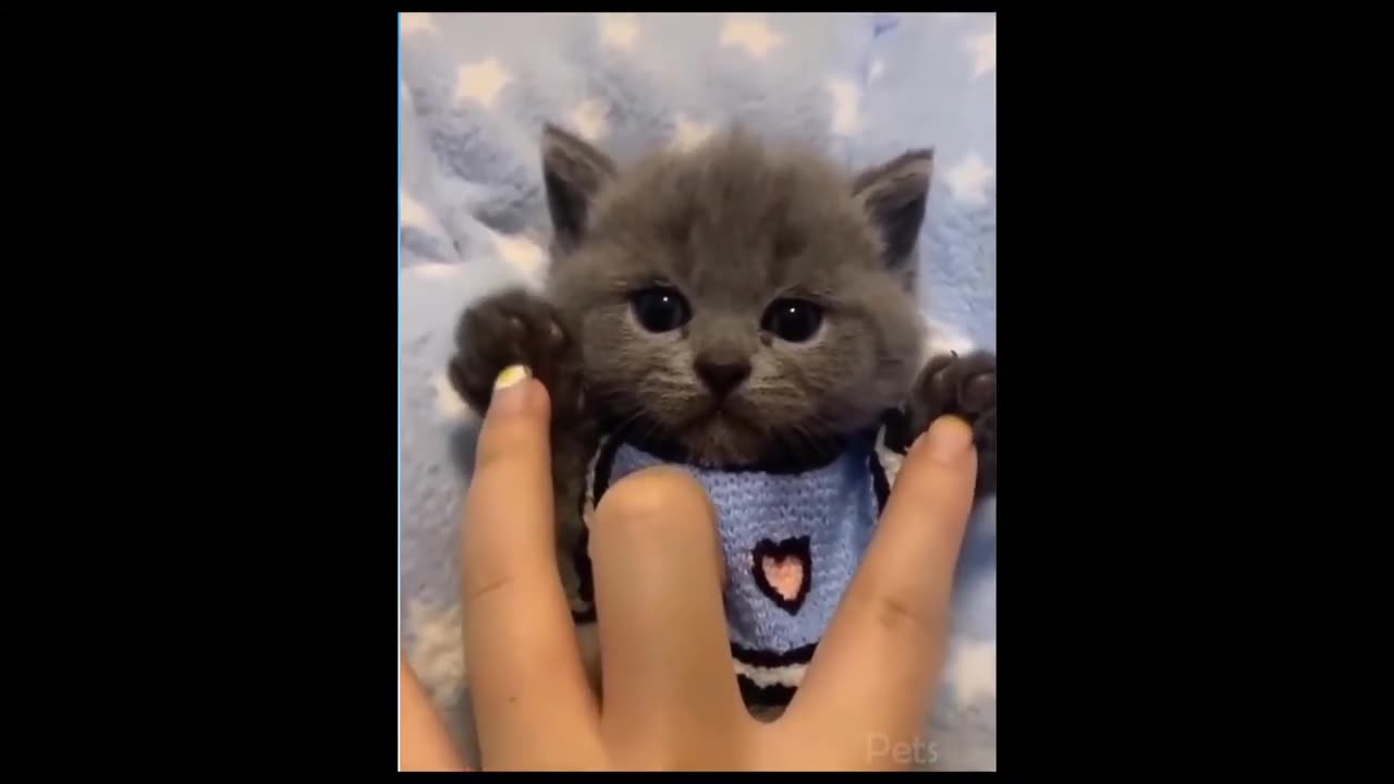 Try Not To Laugh Animals : Funniest Cat - Dogs Videos | Funny Animal Videos 2023