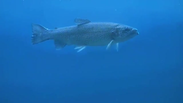 What Is The Experience Of Photographing A Fish In The Water