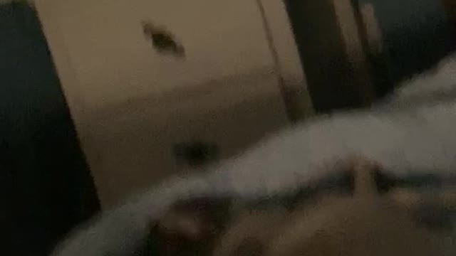 A dog snores like a human