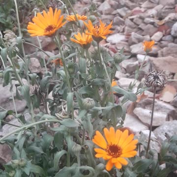 Calendula in November