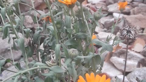 Calendula in November