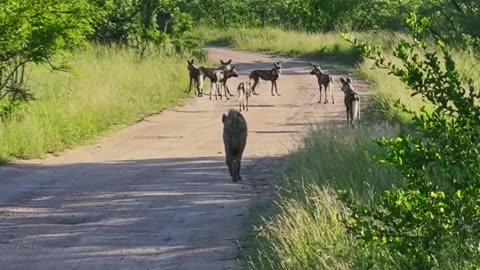 Lions Ambush Wild Dogs and Hyena