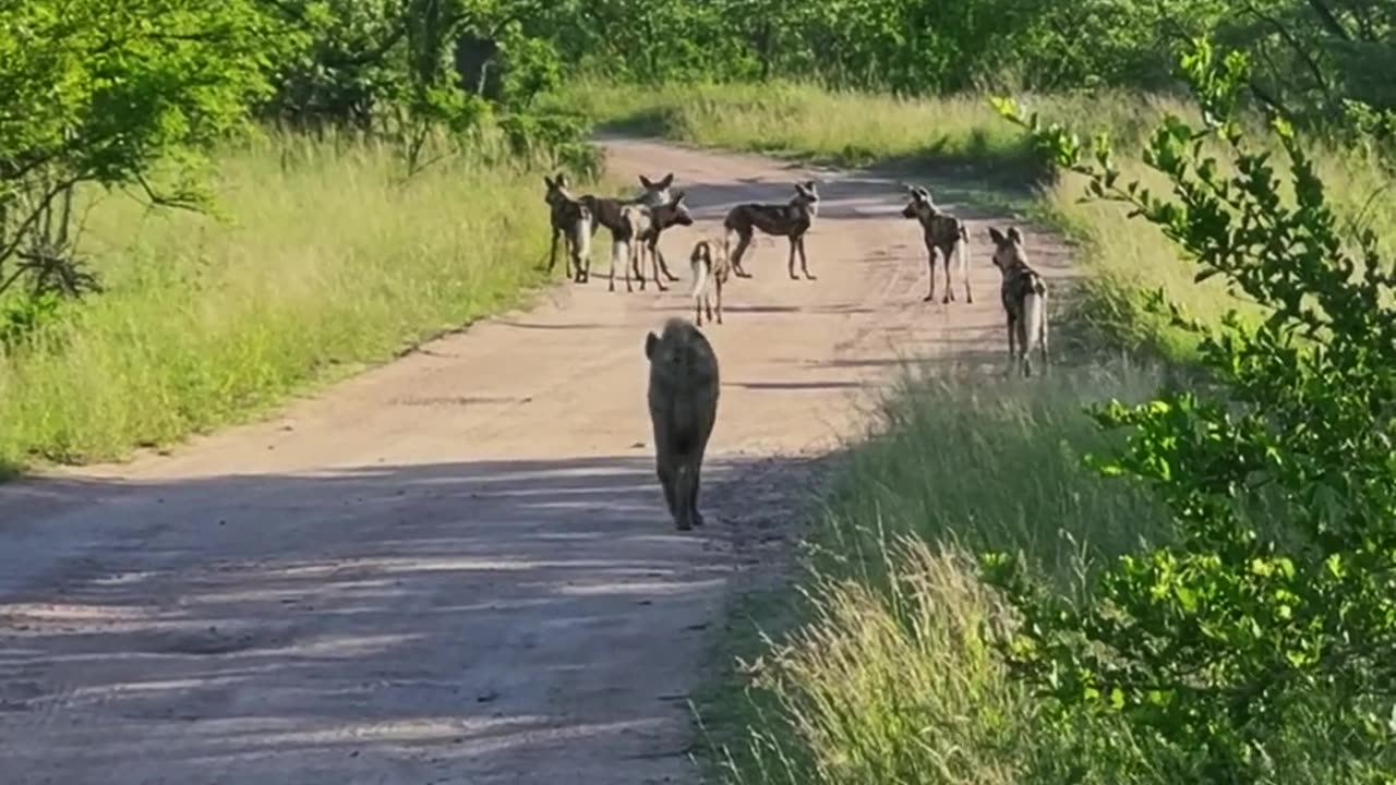 Lions Ambush Wild Dogs and Hyena