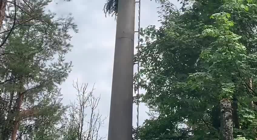 5G als Bäume getarnt