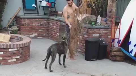 Dog helps owner remove dead palm leaf