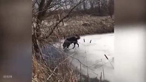 Videos De Risa De Animales - Gatos Graciosos - Reacción divertida entre el Gato y el Ratón