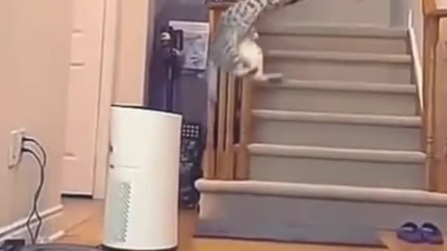 ππ»πThe Truth About funny pet animals journey life Will Shock Youπ§ππΆ
