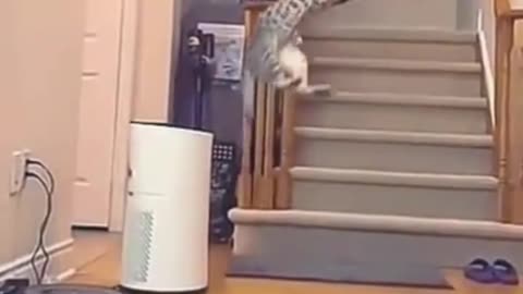 😇😻😍The Truth About funny pet animals journey life Will Shock You🐧🐈🐶
