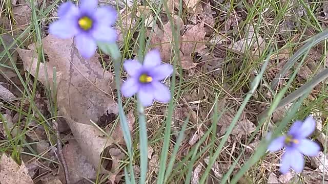 Strict Blue-Eyed Grass