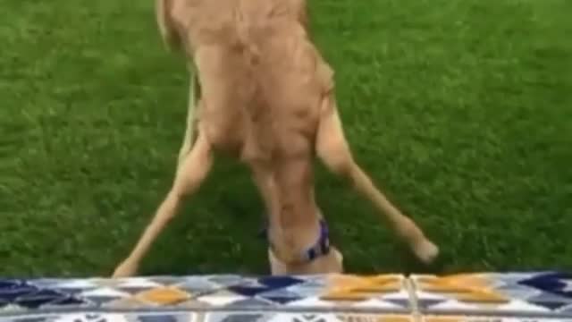 Happy Dancing Deer