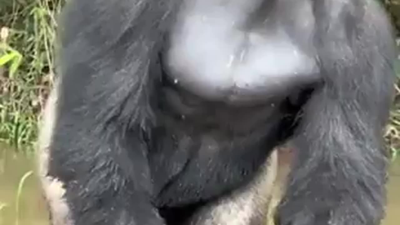 Encounter With Silverback Gorilla!