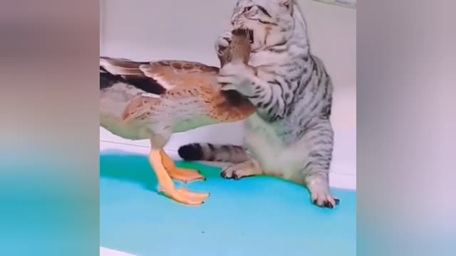 The little duck bites the cat | The cat is very angry