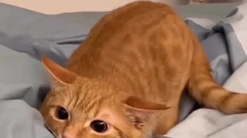 #cat #funny