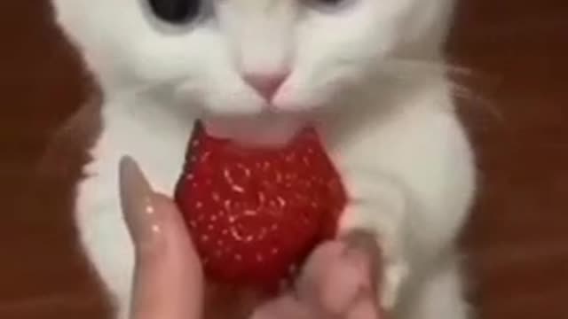 childcats-lovable cats funny videos compilations #1