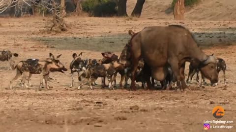 Wild dogs pup huge pimple on buffalo