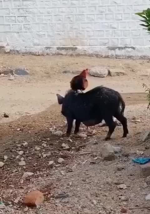 The rooster rides on the cow