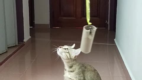 Cat Reaching and Playing with a Hanged Carton