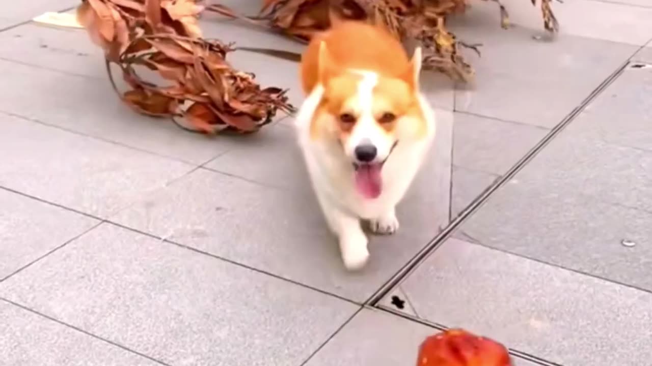 Corgi's Hilarious Adventure: Branch vs. Food 🐶🌳🍔