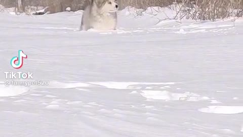 Cute and Funny Dog Videos
