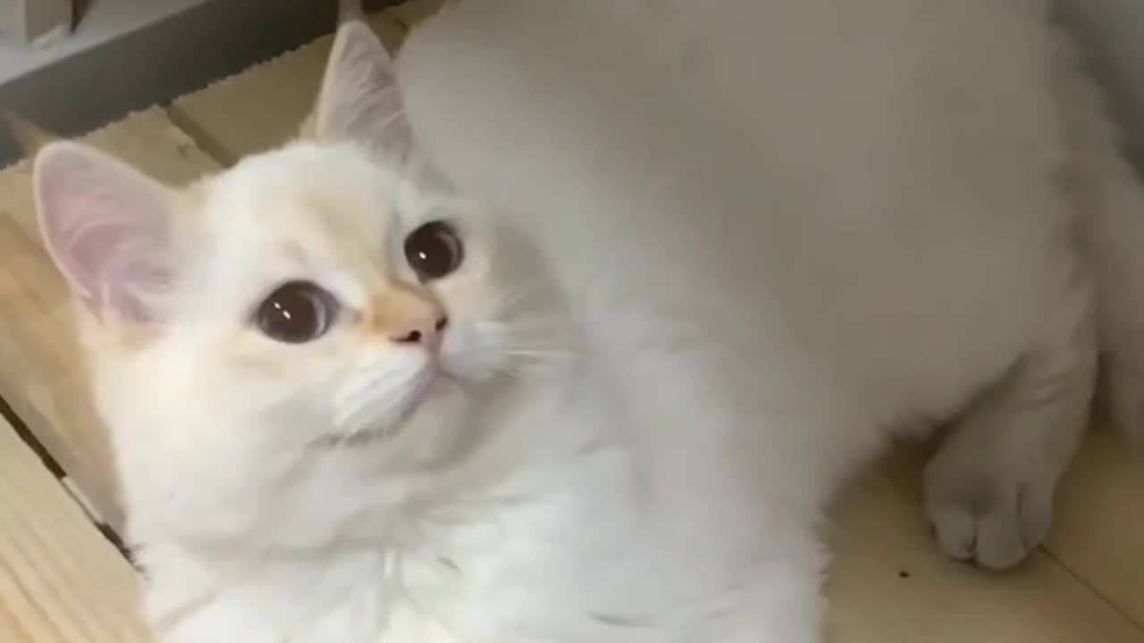 Fanny Cat Video and Cute Cat Video