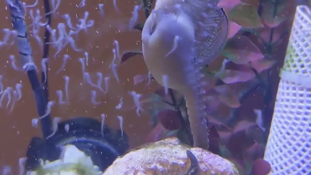 Male Sea Horse Giving Birth