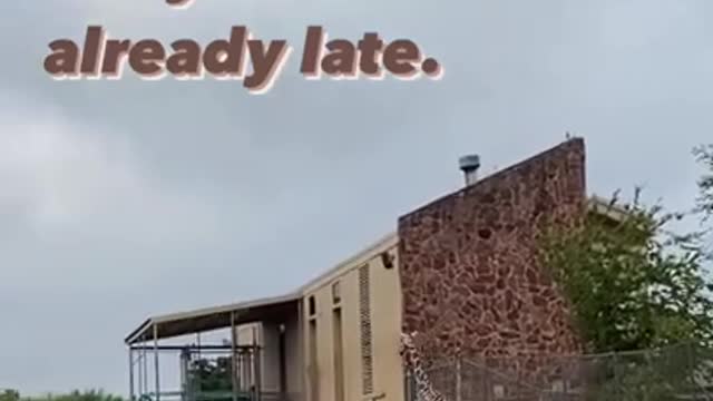Giraffe woke up late again. #shorts