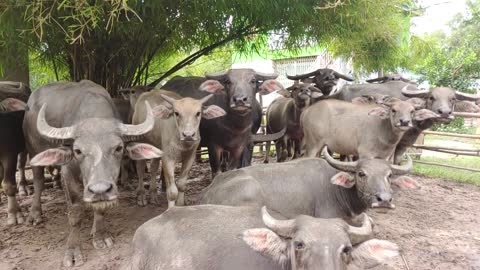 Home Buffalo Feed By Farmer