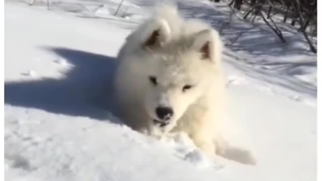 Snowy little dog