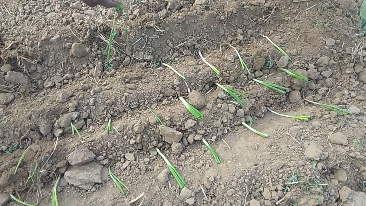 Onion farming in India