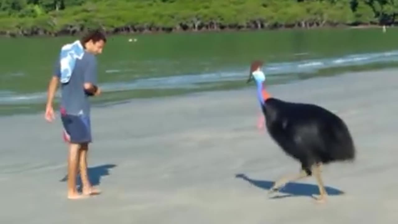 cassowary just monitoring the beach 😁😁