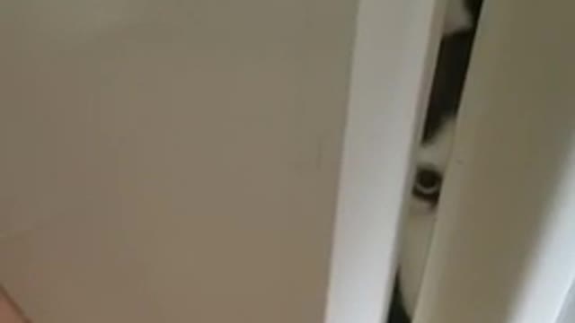 Creepy husky peeks through bathroom door at owner