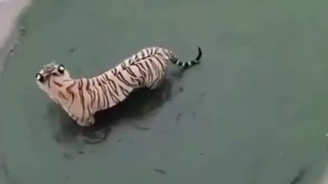 They say Tigers are one of the best hunters