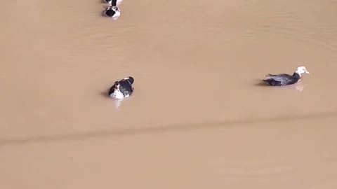 duck is swimming in the fish pond