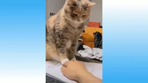 🐷🤫Best Funny Animals of 2020 Animal Videos😂😂 #shorts