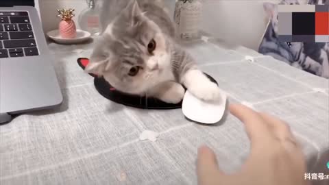 Stressed kittens